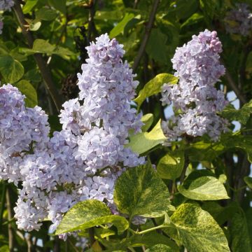 Edelflieder Aucubaefolia - Syringa