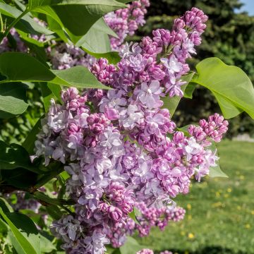 Edelflieder Kindy Rose - Syringa vulgaris