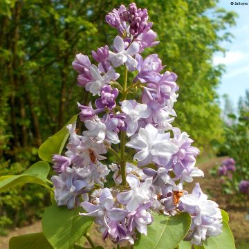 Edelflieder Konchalovskii - Syringa vulgaris