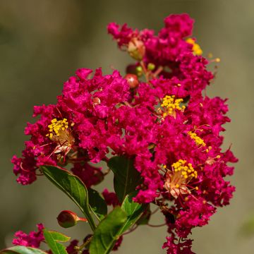 Chinesische Kräuselmyrte Caroline Beauty - Lagerstroemia