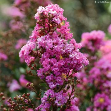 Chinesische Kräuselmyrte Enduring Lavender - Lagerstroemia