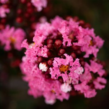 Chinesische Kräuselmyrte Enduring Pink - Lagerstroemia