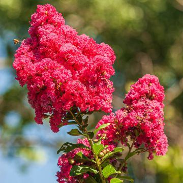 Chinesische Kräuselmyrte Enduring Red - Lagerstroemia