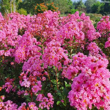 Chinesische Kräuselmyrte Eveline - Lagerstroemia