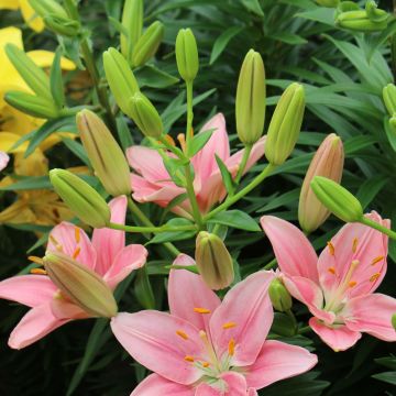 Asiatische Lilie Foxtrot - Lilium