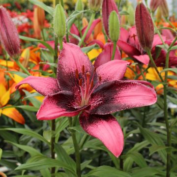 Asiatische Lilie Purple Eye - Lilium