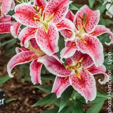 Orientalische Lilie Stargazer - Lilium