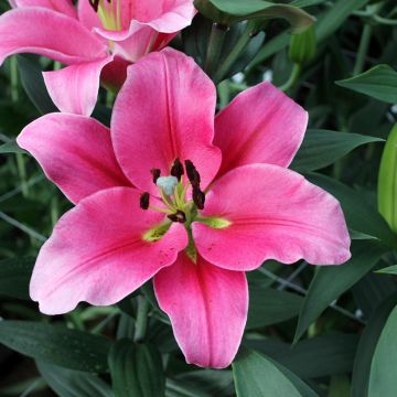 Orientalische Lilie Trocadero - Lilium