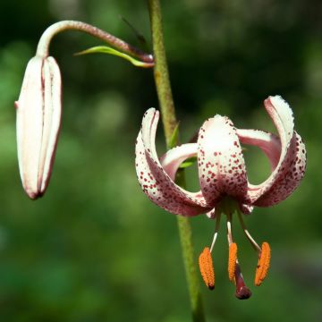 Türkenbund-Lilie var. albiflorum - Lilium martagon var. albiflorum