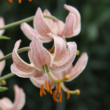 Türkenbund-Lilie Pink Morning - Lilium martagon