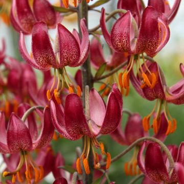 Türkenbund-Lilie Russian Morning - Lilium martagon