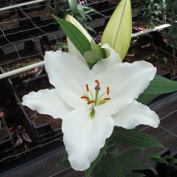 Orientalische Lilie Premium Blond - Lilium