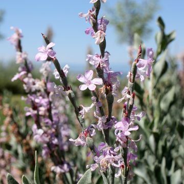 Limoniastrum monopetalum - Strauchstrandflieder