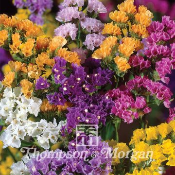 Geflügelter Strandflieder Forever Mixed (Samen) - Limonium