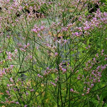 Limonium platyphyllum - Strandflieder