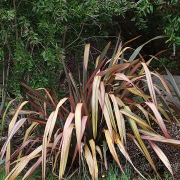 Phormium tenax Flamingo