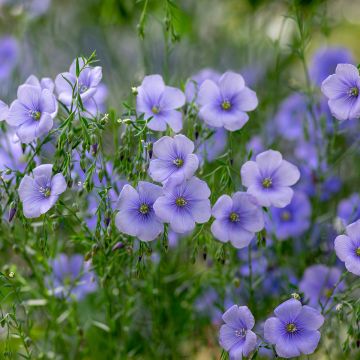 Echter Lein - Linum usitatissimum