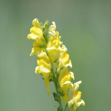 Linaria dalmatica, Linaire