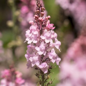 Purpur-Leinkraut Canon J. Went - Linaria purpurea