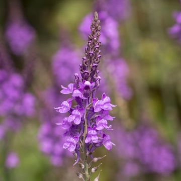 Purpur-Leinkraut - Linaria purpurea