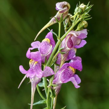 Iberisches Leinkraut - Linaria triornithophora