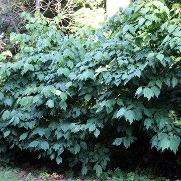 Lindera obtusiloba - Fieberstrauch