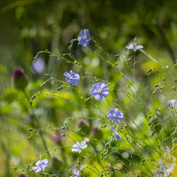 Stauden-Lein - Linum perenne