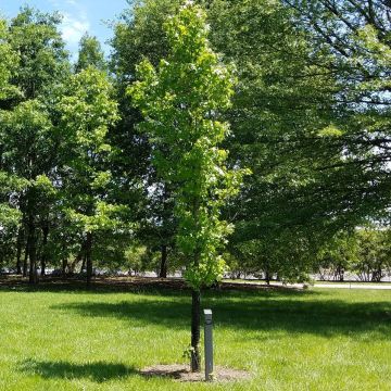 Liquidambar styraciflua Slender Silhouette - Amberbaum