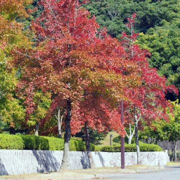 Liquidambar formosana - Chinesischer Amberbaum