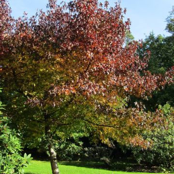 Liquidambar styraciflua Andrew Hewson - Amberbaum