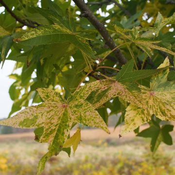 Liquidambar styraciflua Aurea - Amberbaum