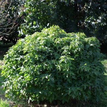 Liquidambar styraciflua Gum Ball - Amberbaum