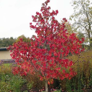 Liquidambar styraciflua Lane Roberts - Amberbaum