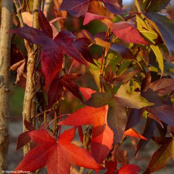 Liquidambar styraciflua Oakville Highlight - Copalme d'Amérique