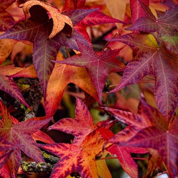 Liquidambar styraciflua Palo Alto - Amberbaum