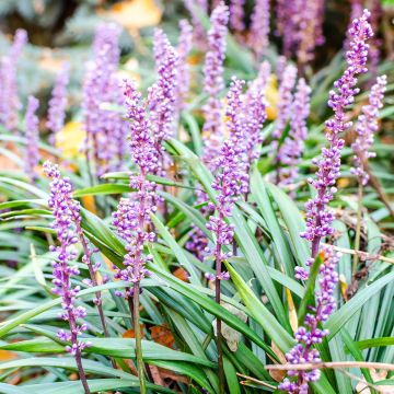 Liriope muscari Lilac Wonder - Lilientraube