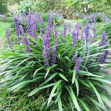 Liriope muscari Majestic - Lilientraube