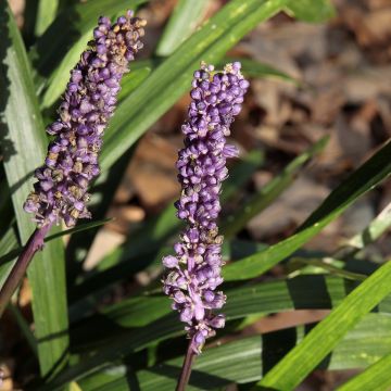 Liriope muscari Royal Purple - Lilientraube