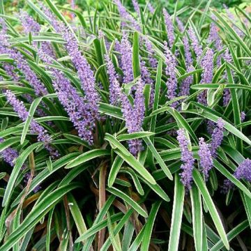 Liriope muscari Variegata - Lilientraube