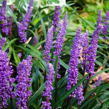 Liriope muscari - Lilientraube