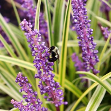 Liriope spicata Silver Dragon - Lilientraube