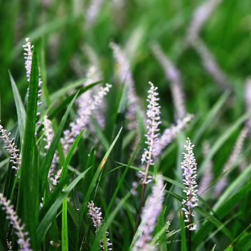 Liriope spicata - Lilientraube