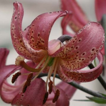 Türkenbund-Lilie Manitoba Morning - Lilium martagon