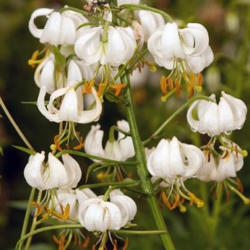 Türkenbund-Lilie var. album - Lilium martagon var. album