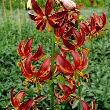 Türkenbund-Lilie Arabian Night - Lilium martagon