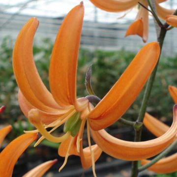 Türkenbund-Lilie Orange Marmelade - Lilium martagon