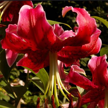 Orientalische Lilie Miss Feya - Lilium