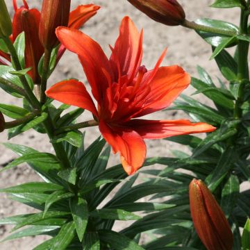 Asiatische Lilie Red Twin - Lilium