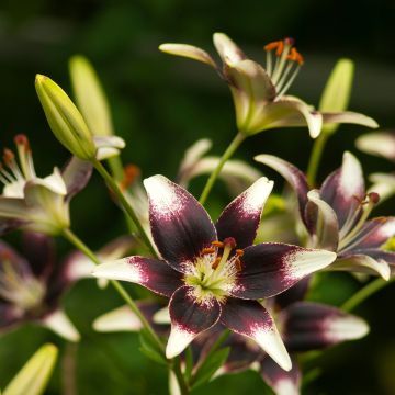 Orientalische Lilie Netty's pride - Lilium