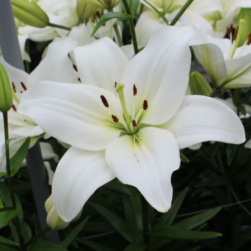 Asiatische Lilie Navona - Lilium